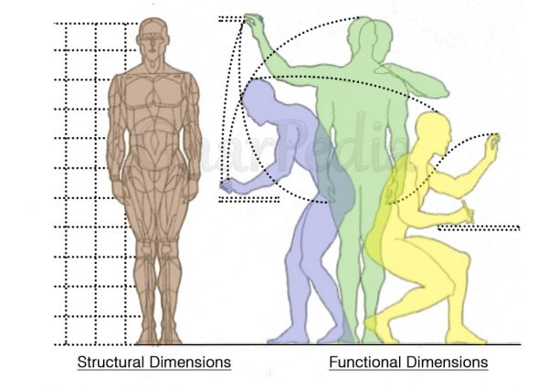 Human Body Structural Functional Dimensions
