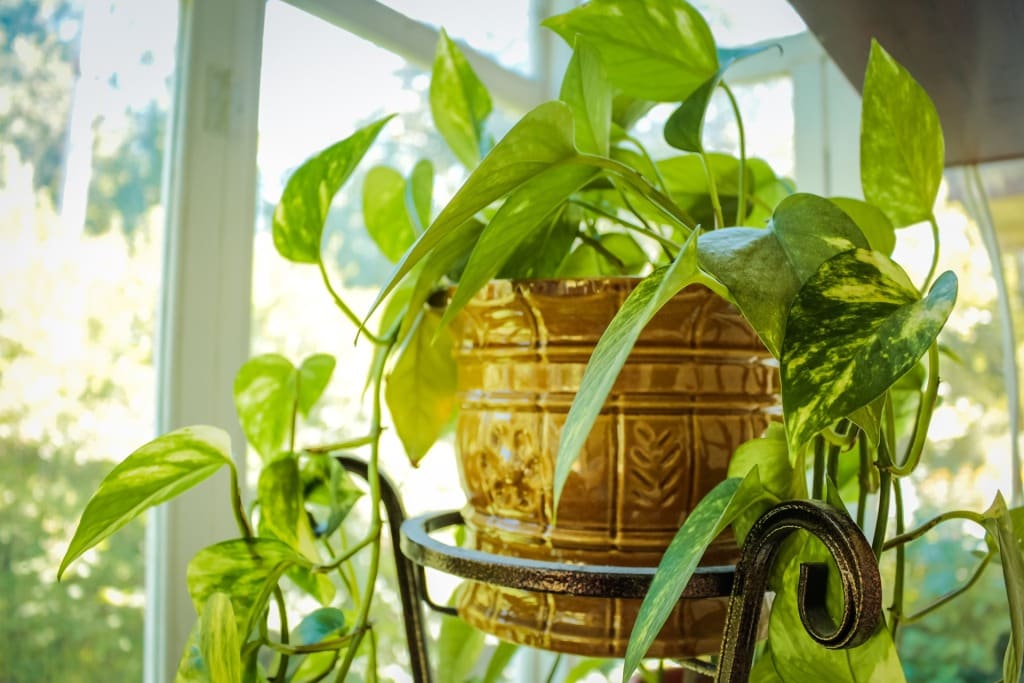Know your Indoor Plant & Read about it thoroughly