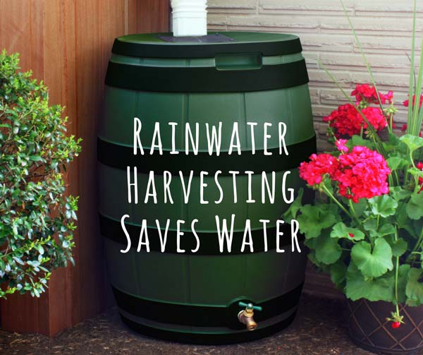 Rainwater Harvesting – Kitchen Garden