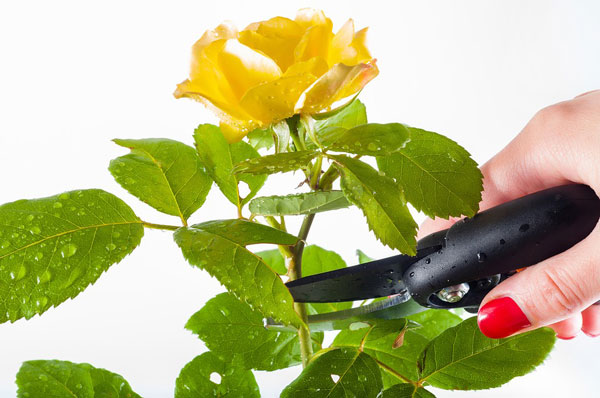 Pruning shears for Rose Plant Cutting