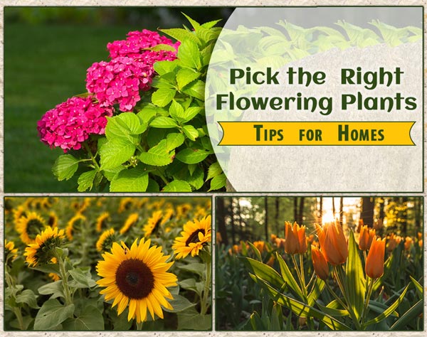 Choose the Right Flowering Plants for Homes