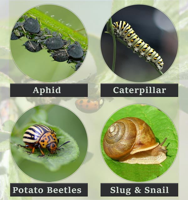 Common Garden Pests