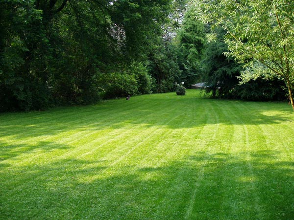 Lawn Care for New Homeowners