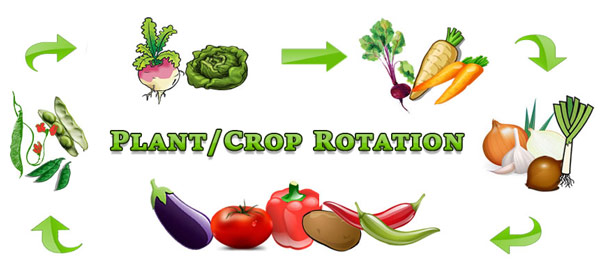 Plant or Crop Rotation