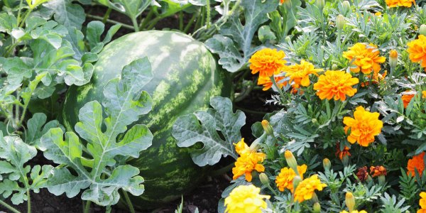 Complimenting Plants marigold and melon