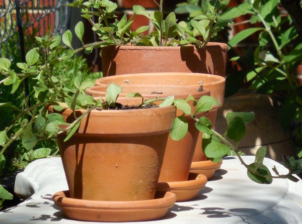 Terracotta Plant Pots