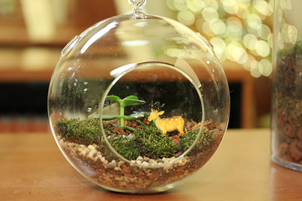 Natural decor element - terrariums as portable glass bottle garden