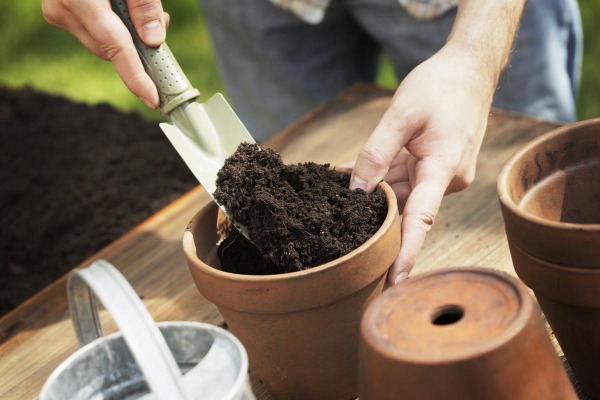 Adding the soil in the pots for growing organic vegetables