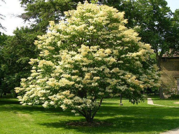 Chinese Tree Lilac - four season garden