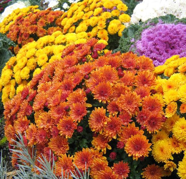 Chrysanthemums (Mums) - Gardening in Fall