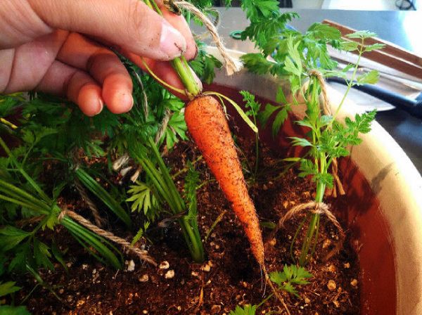 Growing carrot in pot