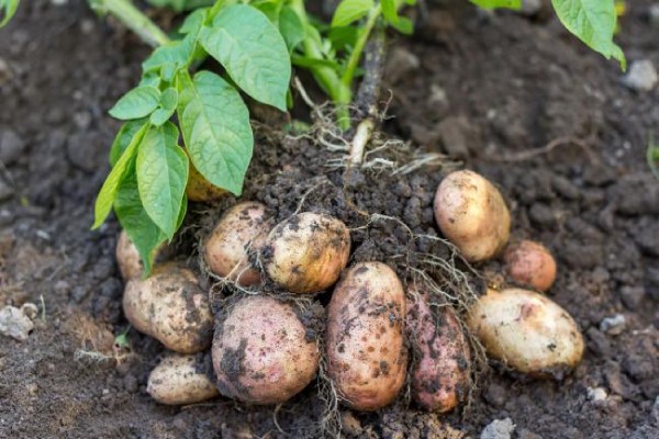 Growing Potatoes in the Ground