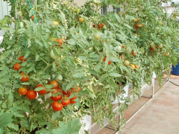 Growing Tomatoes in Terrace Garden