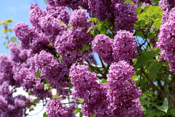Lilac Bushes - gardening in spring