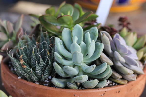 Potted Succulents - Gardening in summer