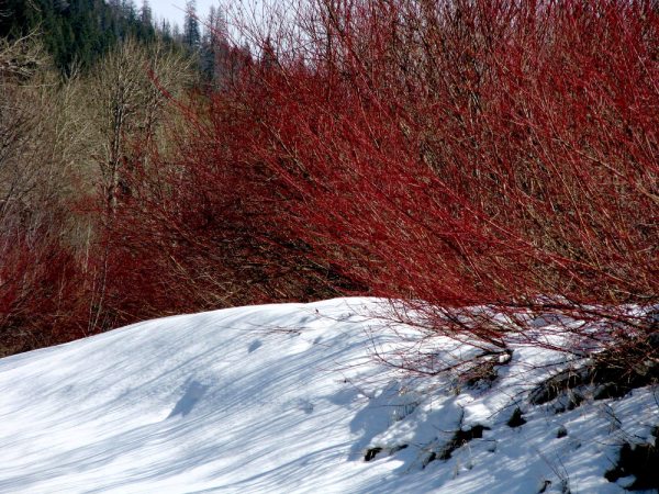Red Osier Dogwood - Gardening in winter