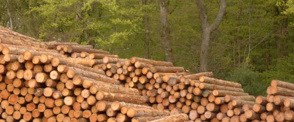 Timber, Lumber