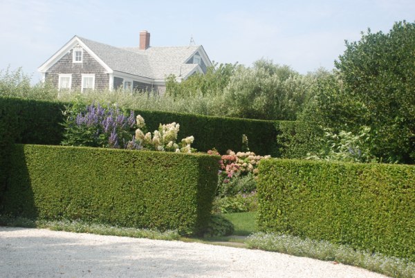 Hedges and Shrubs for Privacy