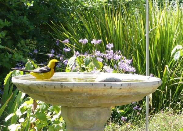 Birdbath in the Garden