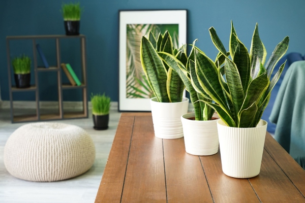 Indoor Plants as Natural Air Purifier