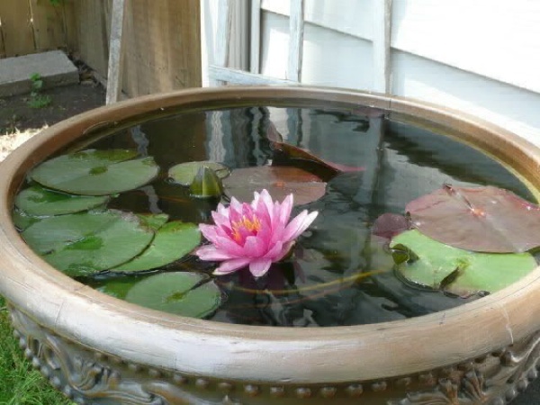 Lotus Pond in Pot