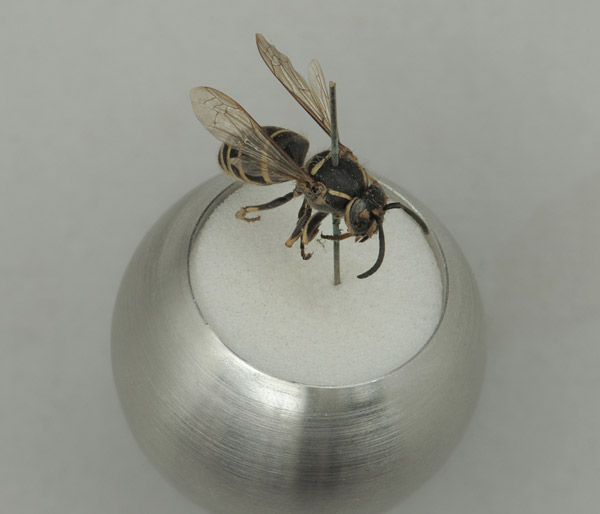 Paper Wasp on Sweet Items