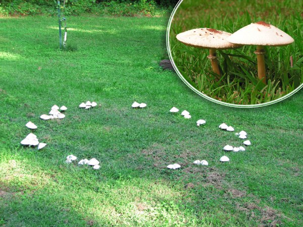 Fairy Ring Fungus on Grass