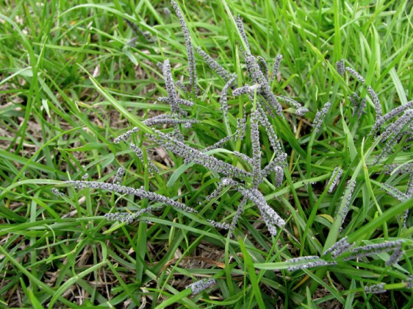 Slime Fungus on Grass