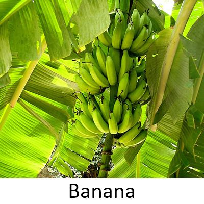 Banana Fruit For Your Home Backyard