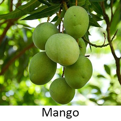 Mango Fruits Grow Only in Summer