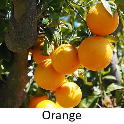 Orange Fruit You Can Grow in Your Home Garden