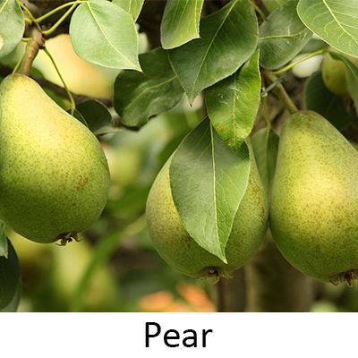 Pear Fruit For You to Grow in Your Backyard