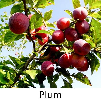 Plum Fruit to Grow in Your Backyard
