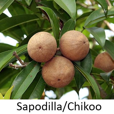 Sapodilla Fruits or Chikoo