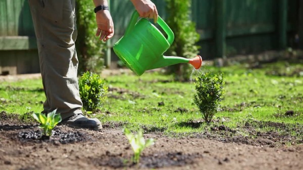 Watering Your Backyard Fruit Trees
