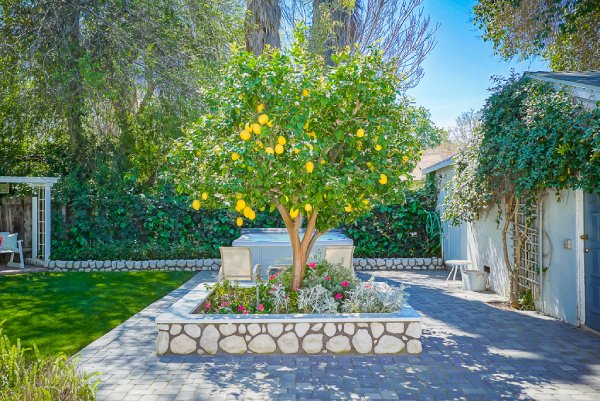 Where to Grow Citrus Tree in Backyard