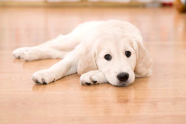 Add Scratchproof Flooring to Keep Your Living Room Paw-Protected