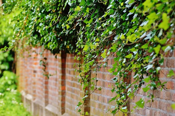 Add climbing plants along your fences to keep them looking fresh & lively