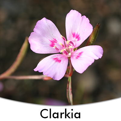 Clarkia