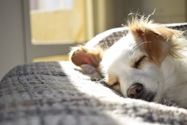 Designate a Space for the Pet to Sleep