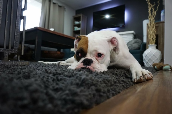 Do not Buy Expensive Rugs for Pets