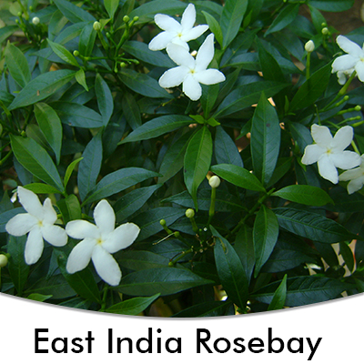East India rosebay (chandani)