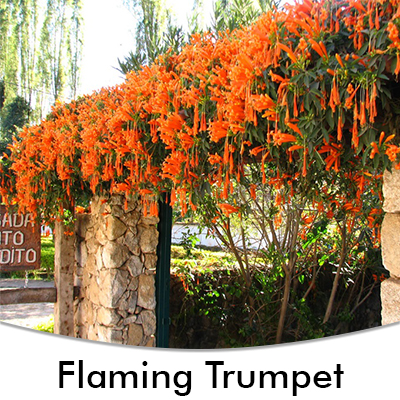 Flaming trumpet