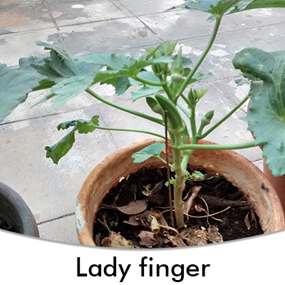 Lady finger