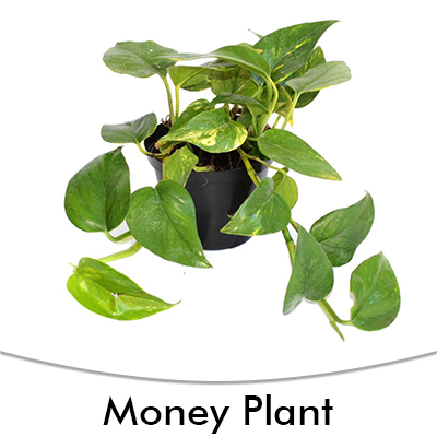 Money plant
