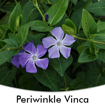 Periwinkle/ Vinca