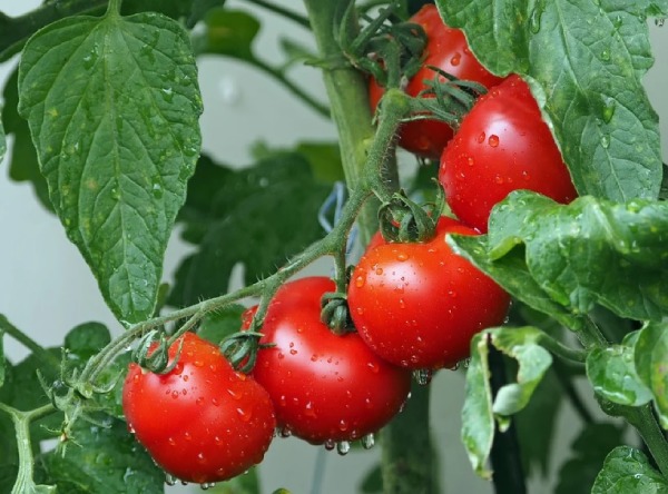 Plants with bright Colours - Red Tomatoes