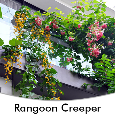 Rangoon Creeper
