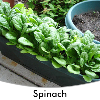 Spinach