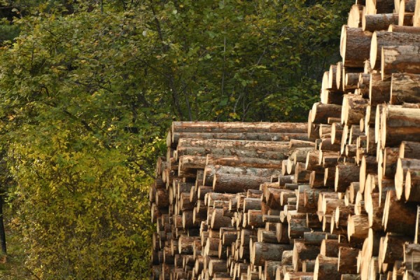 Экологически чистая древесина